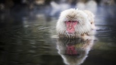 Animals water monkeys japanese macaque wild animals snow monkey