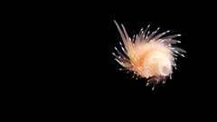 Animals water ocean minimalistic