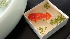 Animals water orange fish boxes