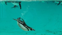 Animals water Penguins