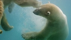 Animals water Polar Bears