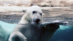 Animals water Polar Bears split-view
