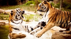 Animals water predator couple Fighting Tigers