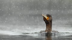 Animals water rain Birds Ducks swimming