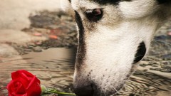 Animals water red rose