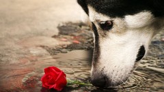 Animals water red roses Dogs sad husky