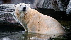 Animals water rocks Polar Bears