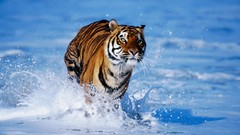 Animals water running Tigers