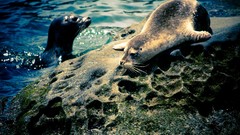 Animals water seal Seals