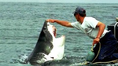 Animals water Sharks touching