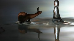 Animals water snails molluscs