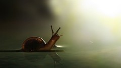 Animals water snails molluscs