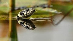 Animals water snakes