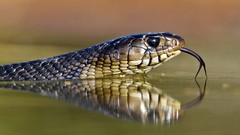 Animals water snakes cobra reflections scales tongue Reptiles 