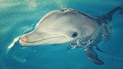 Animals water spray head Dolphins water drops swimming pools