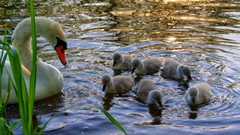 Animals water Swans ripples baby birds
