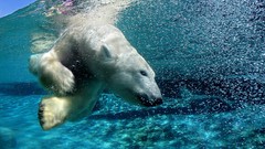 Animals water swimming Polar Bears