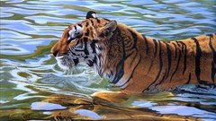 Animals water Tigers