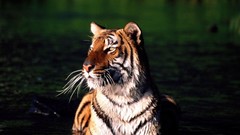 Animals water Tigers