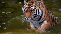 Animals water Tigers