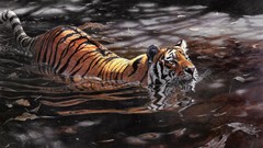Animals water Tigers