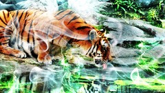 Animals water Tigers drinking artwork