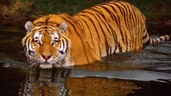 Animals water Tigers feline