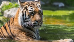 Animals water Tigers feline