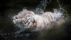 Animals water Tigers splashes