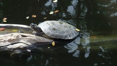 Animals water turtles fallen leaves
