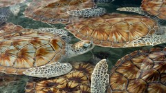 Animals water turtles sea turtles