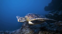Animals water turtles sealife