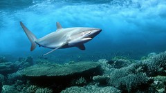 Animals water underwater Sharks Oceans