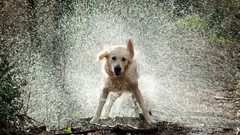 Animals water white Dogs