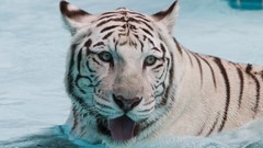 Animals water white tiger swimming Tigers