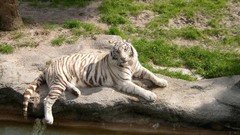 Animals water white tiger Tigers Siberian tiger feline