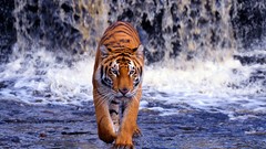 Animals waterfalls Tigers walk bengal tigers