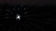Animals web spiders