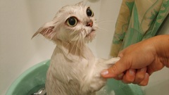 Animals wet cats