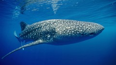 Animals whale shark underwater