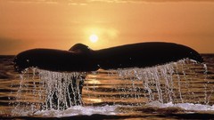 Animals Whales