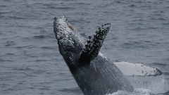 Animals Whales animal