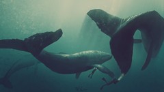 Animals Whales artwork