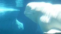 Animals Whales beluga whales