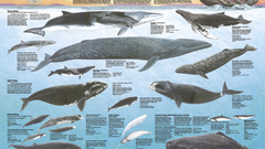 Animals Whales infographics