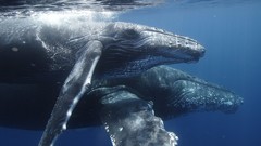 Animals Whales mother