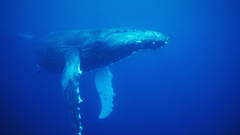 Animals Whales underwater