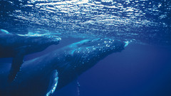 Animals Whales underwater