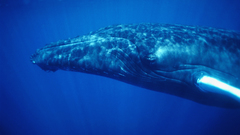 Animals Whales underwater animal