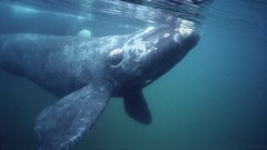 Animals Whales underwater argentina Mammals southern